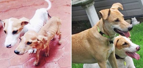 http://dogtime.com/dog-health/general/21863-38-happy-rescue-dogs-before-and-after-photo-gallery#/slide/9