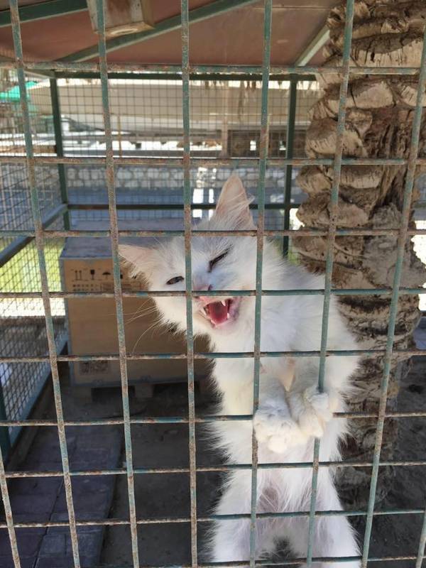 chats-chiens-zoo-bahrein-colleen (2)