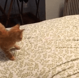 chatte-chaton-patte-cassee-gif