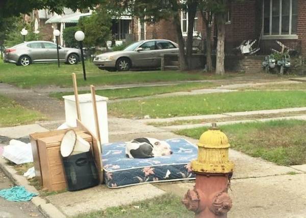 Photo : Detroit Youth & Dog Rescue