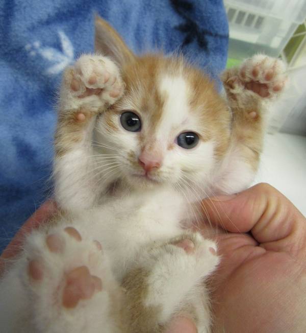 chatons-polydactyles-3
