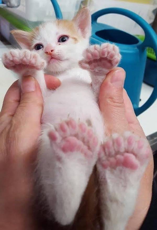 chatons-polydactyles-5