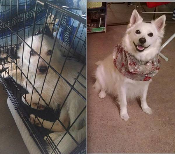 http://dogtime.com/dog-health/general/21863-38-happy-rescue-dogs-before-and-after-photo-gallery#/slide/34