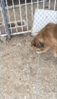 rusty-jared-chien-enchaine-gif-1