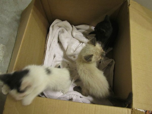 3-chatons-dans-une-boite-1