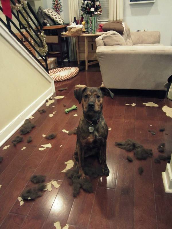 http://www.cutenessoverflow.com/these-dogs-made-a-huge-mess/