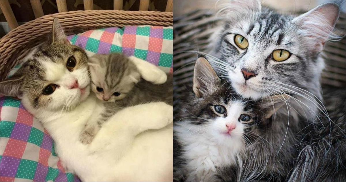 20 Photos De Mamans Chats Avec Leur Chaton Qui Sont Un Bonheur à