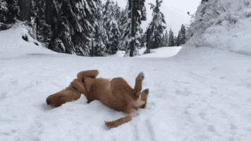 http://animaals.com/wp-content/uploads/2018/01/chats-chiens-neige-premiere-fois-gif-13.gif