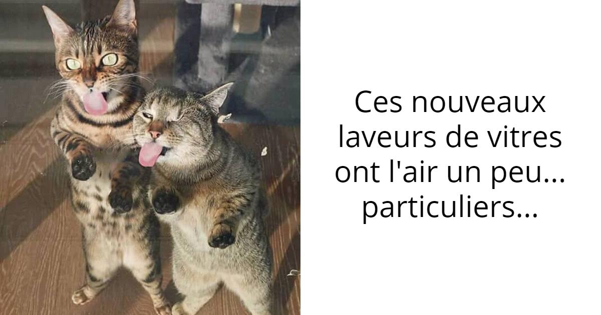 14 photos de chats et de chiens qui sont juste parfaites pour avoir un