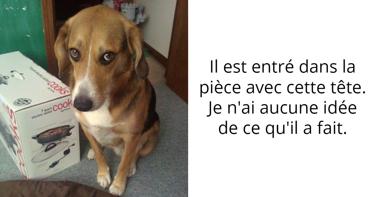 13 Photos De Chiens Qui Sont Exactement Ce Quil Vous Faut Pour Passer