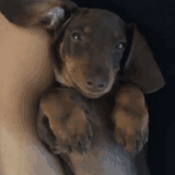 animaux-donner-sourire-gif (5)