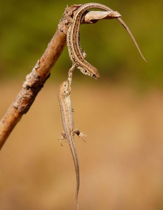 https://animals.ekstrax.com/wp-content/uploads/2014/01/nster.jpg