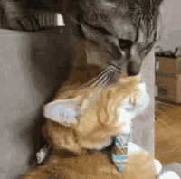 chats-chiens-remede-deprime-gif (2)