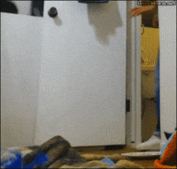 chats-pas-decides-tranquille-gif (1)