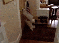 chiens-chats-veritables-demons-gif (10)