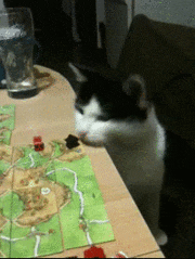 chiens-chats-veritables-demons-gif (5)