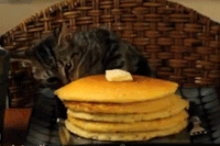 chiens-chats-veritables-demons-gif (6)