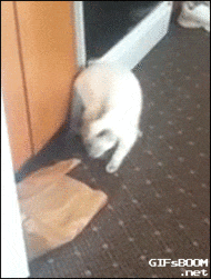 chiens-chats-veritables-demons-gif (8)