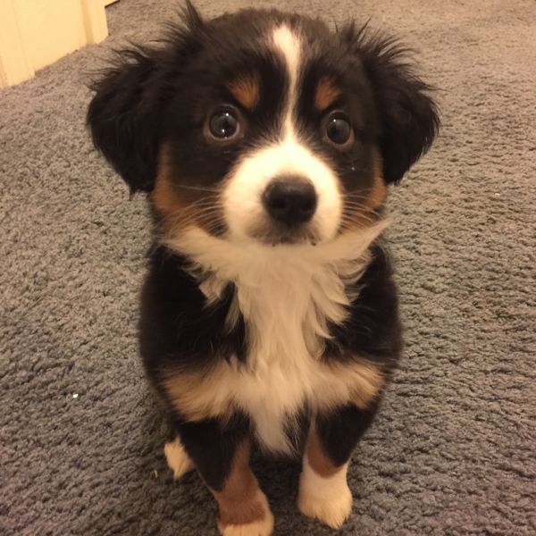 https://rebrn.com/re/my-puppy-cora-giving-me-her-best-puppy-dog-eyes-2530552/