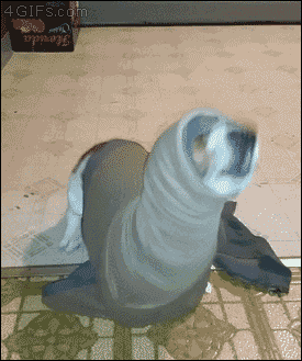 photos-chats-chien-marrer-gif