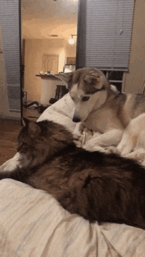 https://animaals.com/wp-content/uploads/2018/03/situations-chats-chiens-vivent-ensemble-gif-9.gif