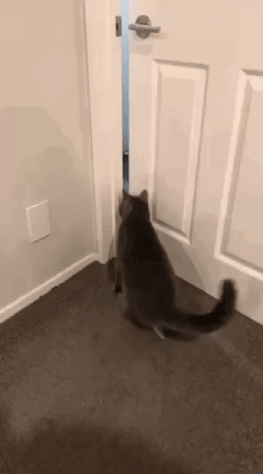 Ce chat a inventé une façon originale et plutôt étrange d'ouvrir les portes  - Animaaaaals