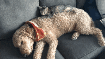 photos-chats-chiens-remplies-tendresse-parfaites-bonne-humeur-gif (2) -  Animaaaaals